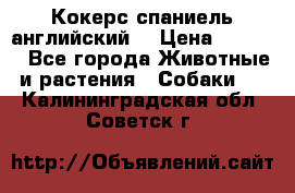 Кокерс спаниель английский  › Цена ­ 4 500 - Все города Животные и растения » Собаки   . Калининградская обл.,Советск г.